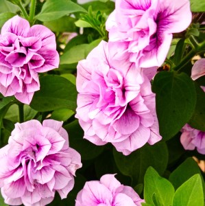 SW.PINK PURPLE VEIN5